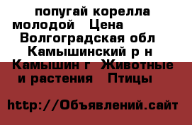 попугай корелла молодой › Цена ­ 1 800 - Волгоградская обл., Камышинский р-н, Камышин г. Животные и растения » Птицы   